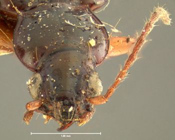 Media type: image;   Entomology 16289 Aspect: head frontal view